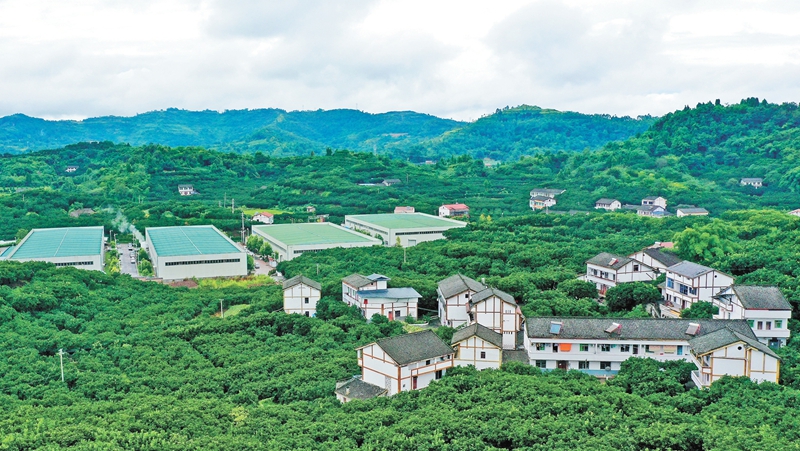 在广安市广安区龙安乡感受农旅融合之变 一个柚子到底有多少“吃”法？