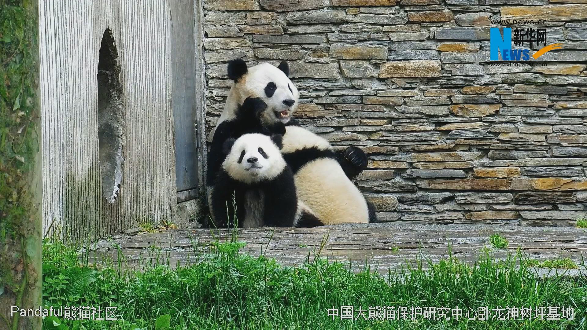 熊猫母子的欢乐时光